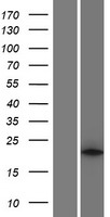PLA2G12A Human Over-expression Lysate