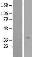 Olfactory Receptor OR2A4 (OR2A4) Human Over-expression Lysate