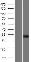 KAZALD1 Human Over-expression Lysate