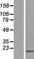 KRTAP1-1 Human Over-expression Lysate