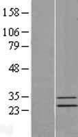 MRPS15 Human Over-expression Lysate