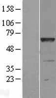LRRC48 (DRC3) Human Over-expression Lysate