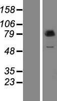 PUS7L Human Over-expression Lysate