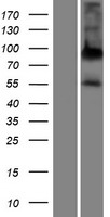Alkaline Phosphatase (ALPPL2) Human Over-expression Lysate