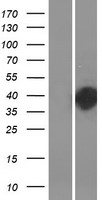 DOHH Human Over-expression Lysate