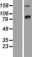 PCDHAC2 Human Over-expression Lysate