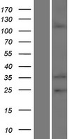 EMILIN2 Human Over-expression Lysate