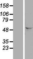 FAM172A Human Over-expression Lysate