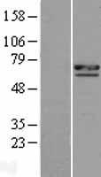CCDC8 Human Over-expression Lysate