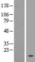 TMEM133 Human Over-expression Lysate