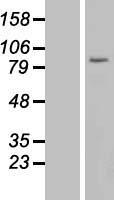 USP44 Human Over-expression Lysate