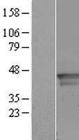 C16orf48 (ENKD1) Human Over-expression Lysate