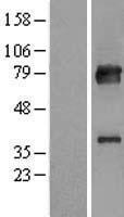 KBTBD7 Human Over-expression Lysate