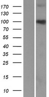 C3orf20 Human Over-expression Lysate
