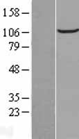 FAM186B Human Over-expression Lysate