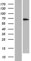 PLEKHN1 Human Over-expression Lysate