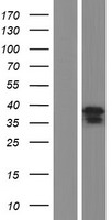 NSUN5P2 Human Over-expression Lysate
