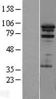 PRAM1 Human Over-expression Lysate