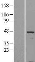 RBED1 (ELMOD3) Human Over-expression Lysate
