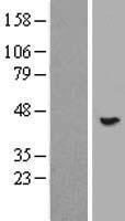 SGK196 (POMK) Human Over-expression Lysate