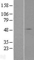 SLC37A3 Human Over-expression Lysate