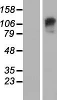 GARNL3 Human Over-expression Lysate