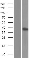 HuC (ELAVL3) Human Over-expression Lysate