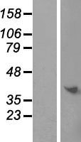 C9orf64 Human Over-expression Lysate