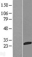C1orf57 (NTPCR) Human Over-expression Lysate