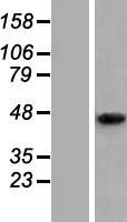 PGAP4 Human Over-expression Lysate