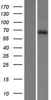 HHIPL1 Human Over-expression Lysate