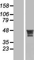 MSANTD4 Human Over-expression Lysate