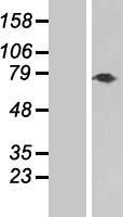 TNXB Human Over-expression Lysate