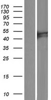 C6orf168 (FAXC) Human Over-expression Lysate
