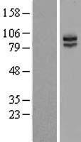 KIRREL 3 (KIRREL3) Human Over-expression Lysate