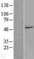SPZ1 Human Over-expression Lysate
