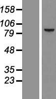 CCDC54 Human Over-expression Lysate