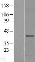 FAM71F1 Human Over-expression Lysate