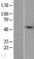 COX4 (COX4I2) Human Over-expression Lysate