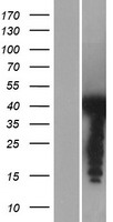 PSRC1 Human Over-expression Lysate