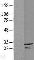 C14orf151 (INF2) Human Over-expression Lysate