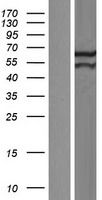 PYROXD2 Human Over-expression Lysate