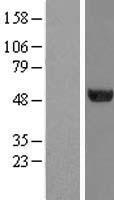 TUBA6 (TUBA1C) Human Over-expression Lysate