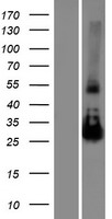 NAA11 Human Over-expression Lysate