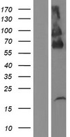PLXDC2 Human Over-expression Lysate