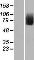 Cirhin (UTP4) Human Over-expression Lysate