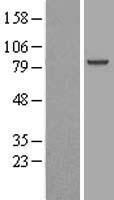 AOPEP Human Over-expression Lysate