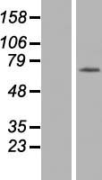 SERAC1 Human Over-expression Lysate
