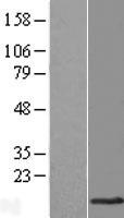 TMEM141 Human Over-expression Lysate
