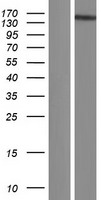RTEL1 Human Over-expression Lysate